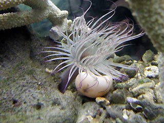 Purple Sea Anemone