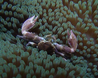 Porcelain Crab