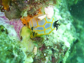 Nudibranch