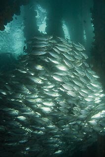 Under the Jetty