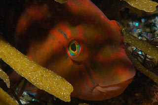 Wrasse at Bicheno