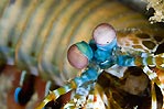 Mantis Shrimp