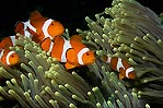 Anemonefish