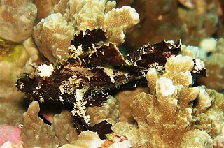 Leaf Scorpionfish