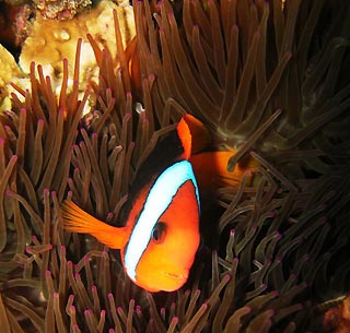 Anemonefish