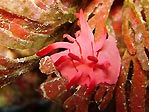 Mysterious Nudibranch