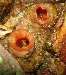 Moray Eel in hiding