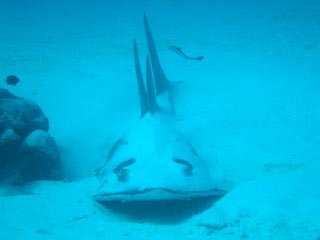 White-spotted Guitarfish