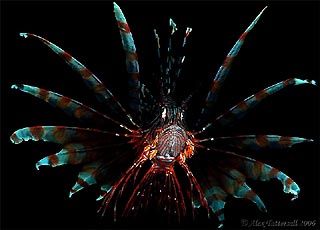 Lionfish display