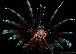 Lionfish display