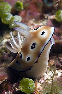 Sniffing Nudibranch