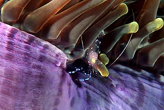 Pregnant Anenome Shrimp