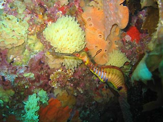 Weedy Seadragon