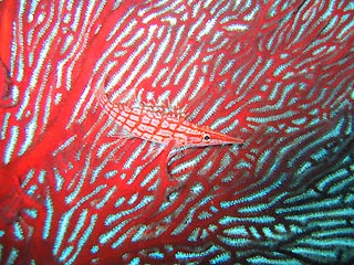 Hiding on a Gorgonian Fan