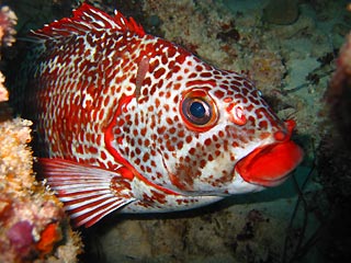 Red-lip Morwong