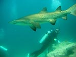 Grey Nurse Shark