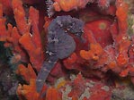 Big-bellied Seahorse