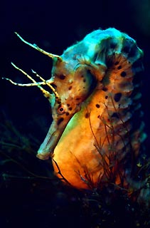 Seahorse