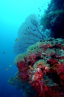 Coral Reef Scene