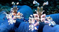 Harlequin Shrimp