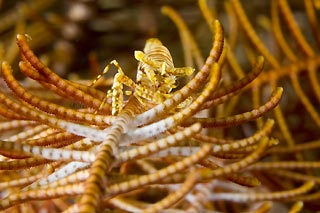 Crinoid Shrimp