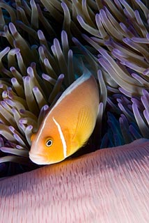 Anemonefish