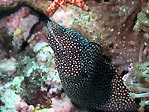 Spotty Moray