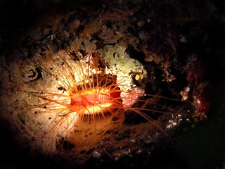 Disco Clam