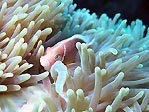 Pink Anemonefish