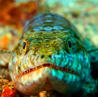 Lizardfish