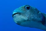 Porcupinefish