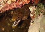 Abbott's Moray