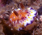 Chromodoris collingwoodi