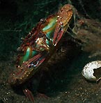 Crab in a bucket