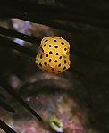 Tiny Boxfish