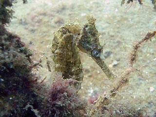 White's Seahorse