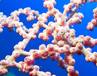 Pygmy Seahorse