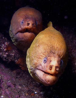 Green Morays