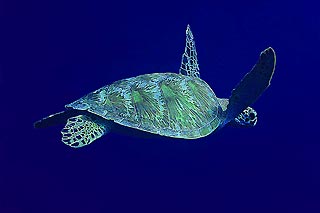 Green Turtle