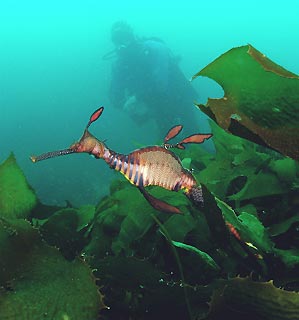 Weedy Seadragon