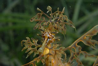 Leafy Seadragon