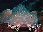 Wobbegong