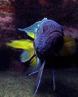 Eastern Blue Devil