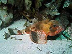 Gurnard Perch