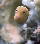 Yellow Boxfish