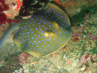 Blue-spotted Stingray