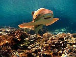 A Smiley Leopard Shark