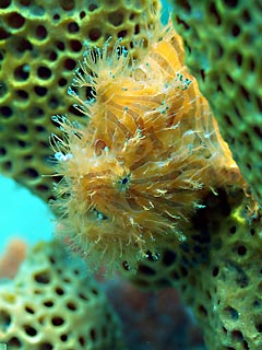 Striped Anglerfish