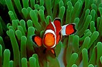 Western Clown Anemonefish