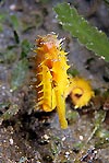 Yellow Seahorse